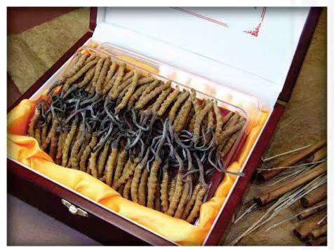 三河冬虫夏草回收